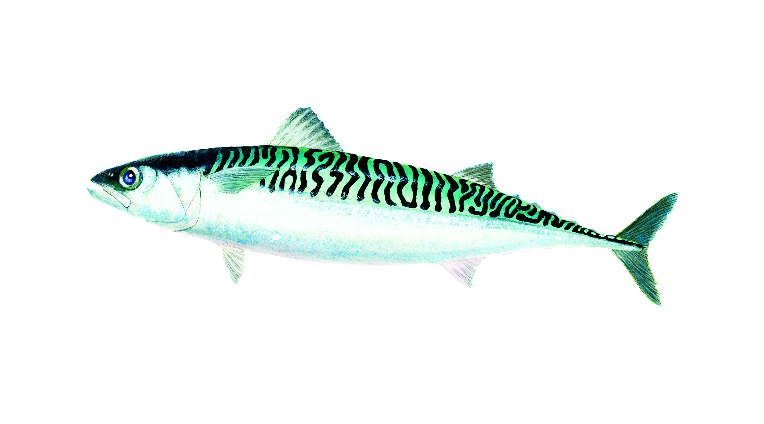 Tinker Mackerel