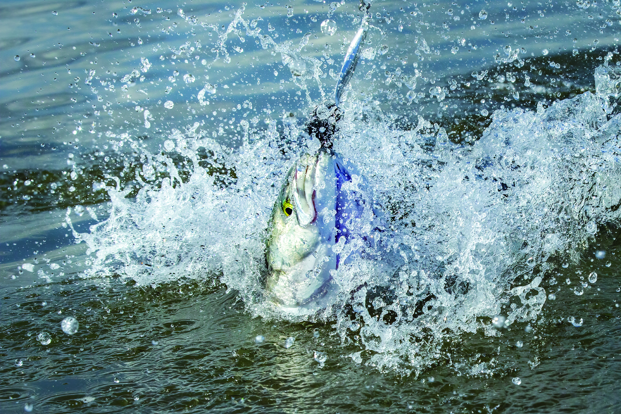 LYNCH AJ BLUE SPLASH AS6V9518