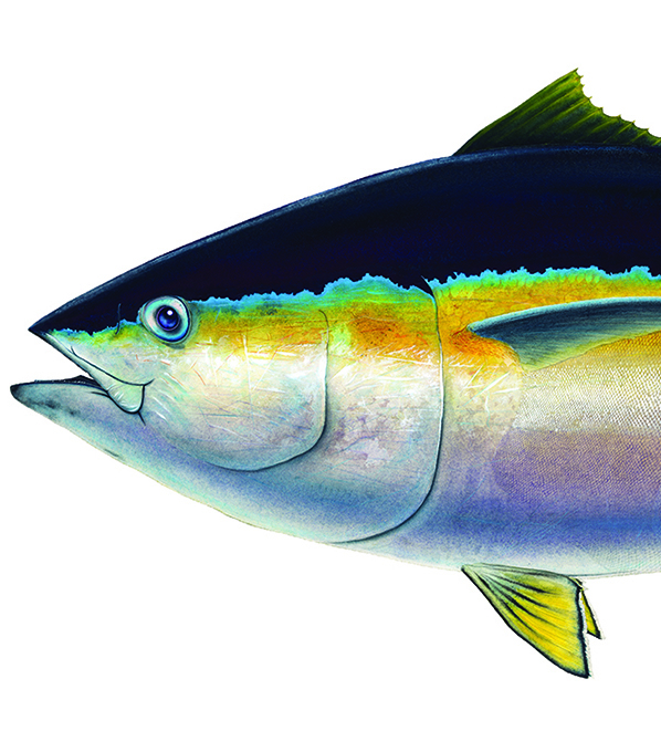 1Bigeye-NickMayer