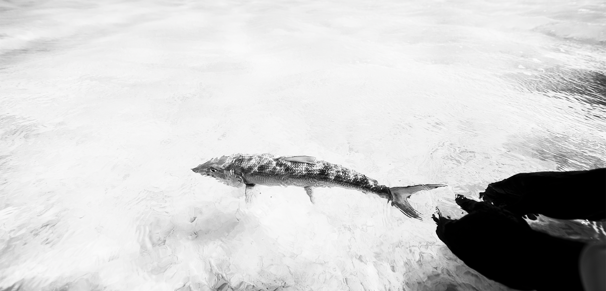 bonefish bonefish
