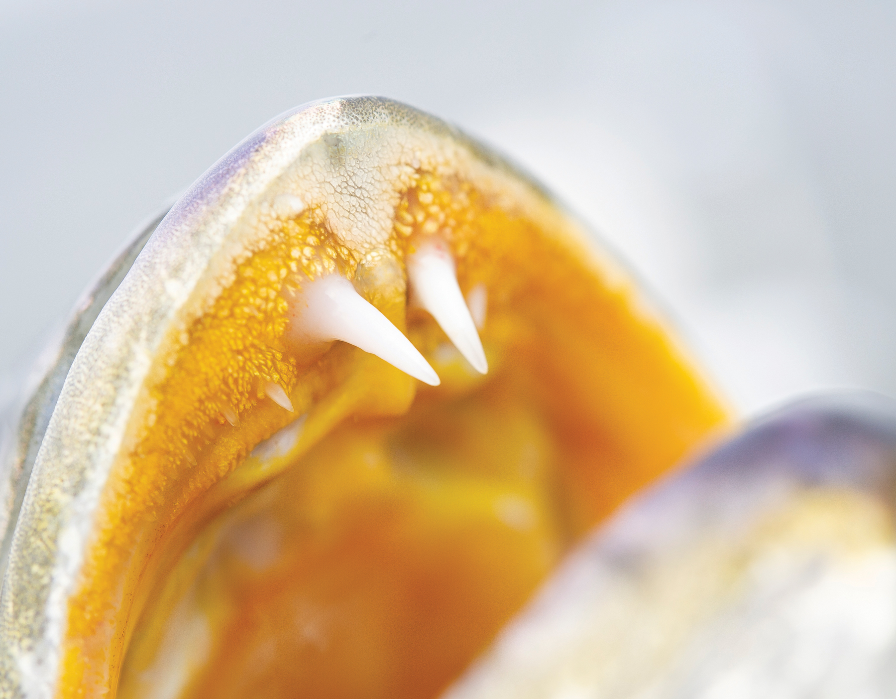 trout_fang trout_fang