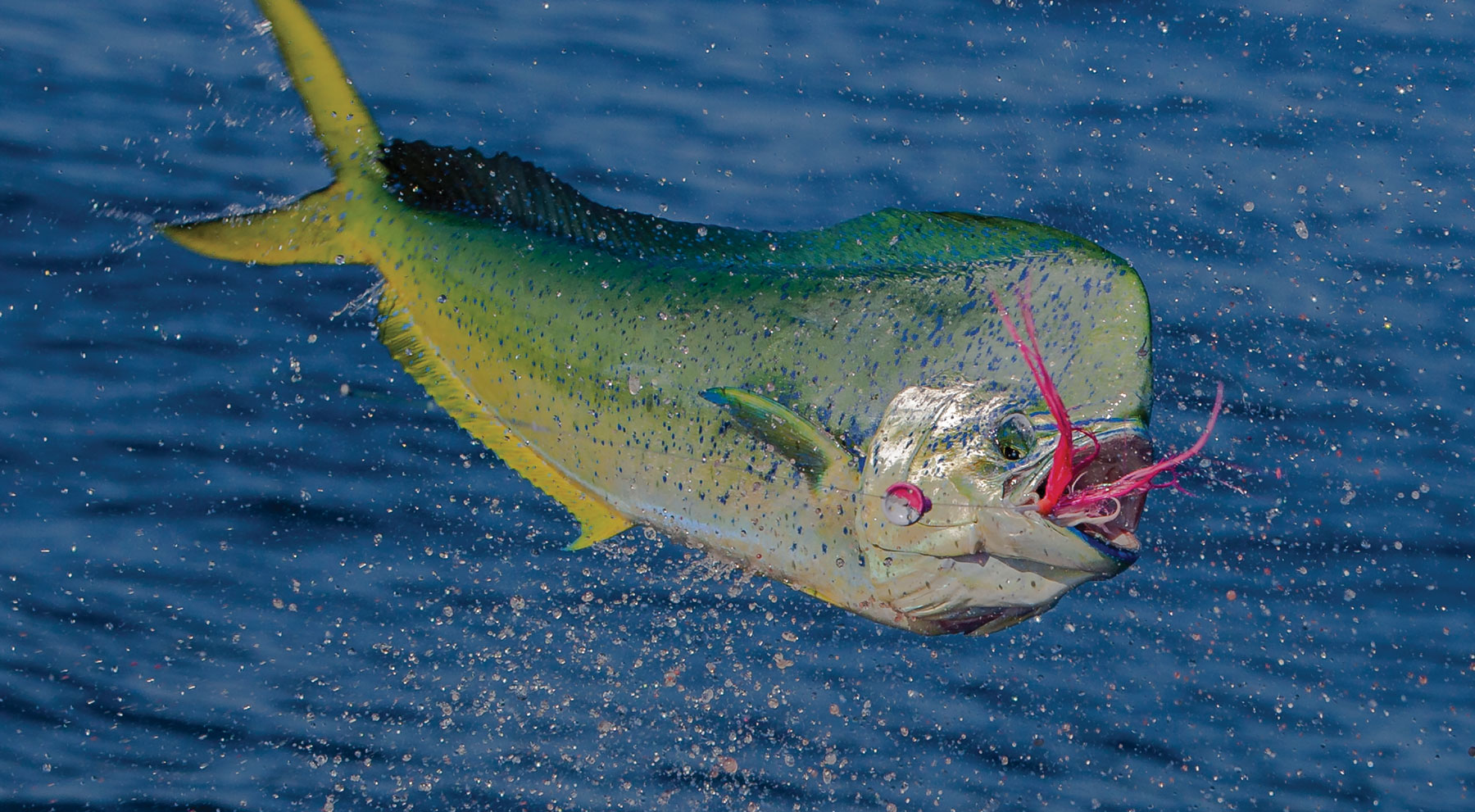 mahi1