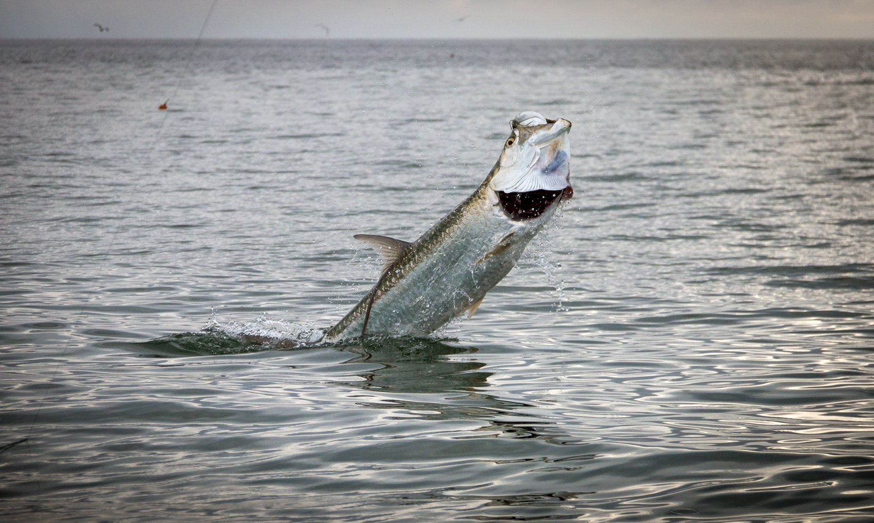 Tarpon5