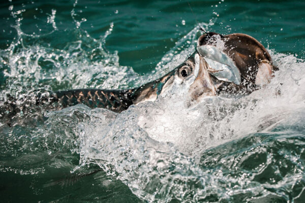 tarpon fish