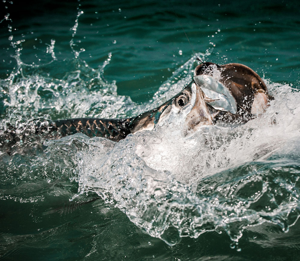 tarpon fish