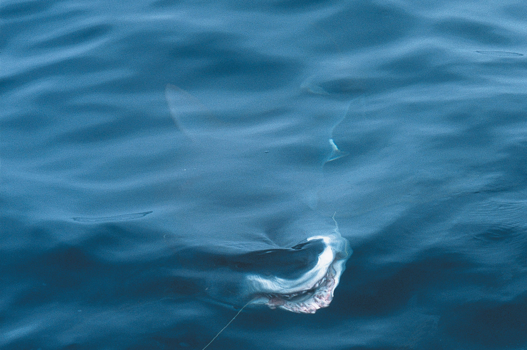700-pound-mako-shark-cropped 700-pound-mako-shark-cropped