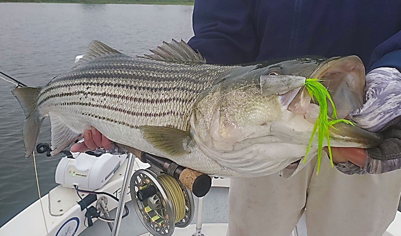 bass bass