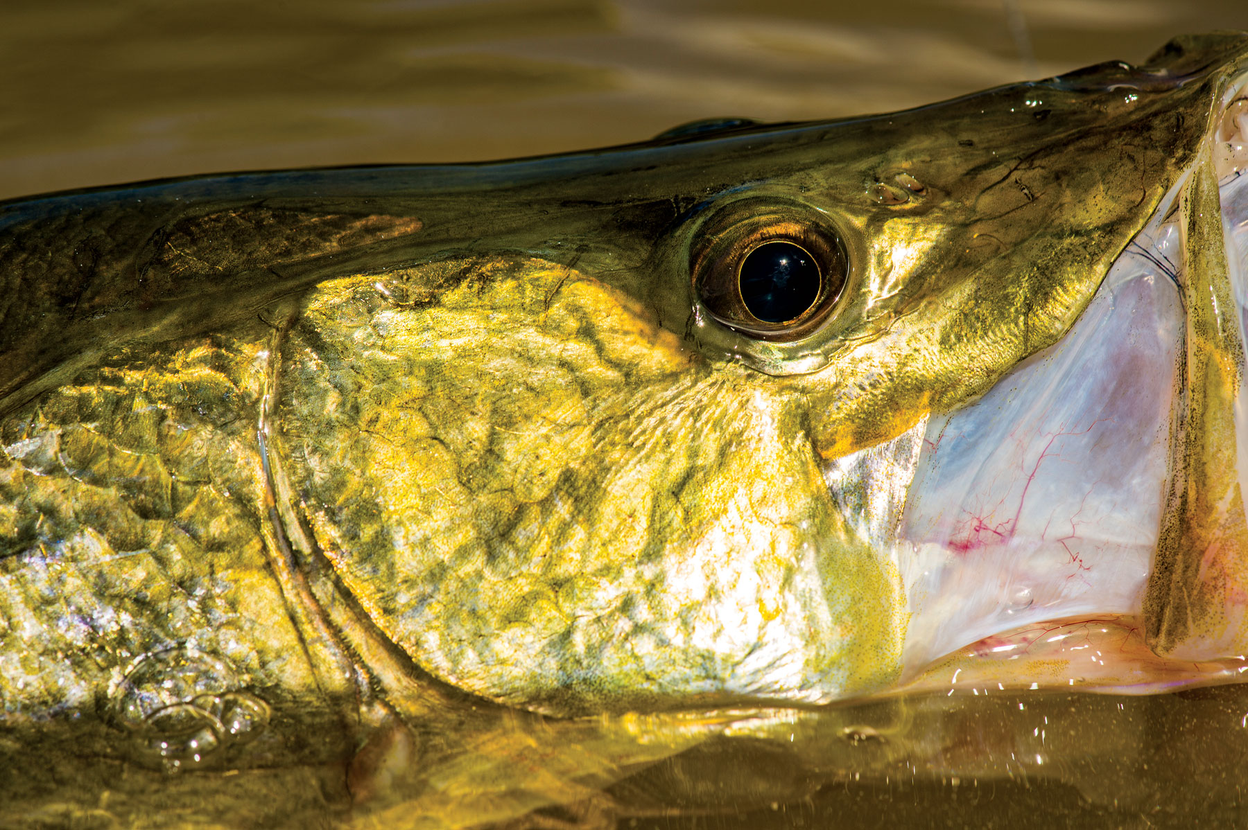 snook1
