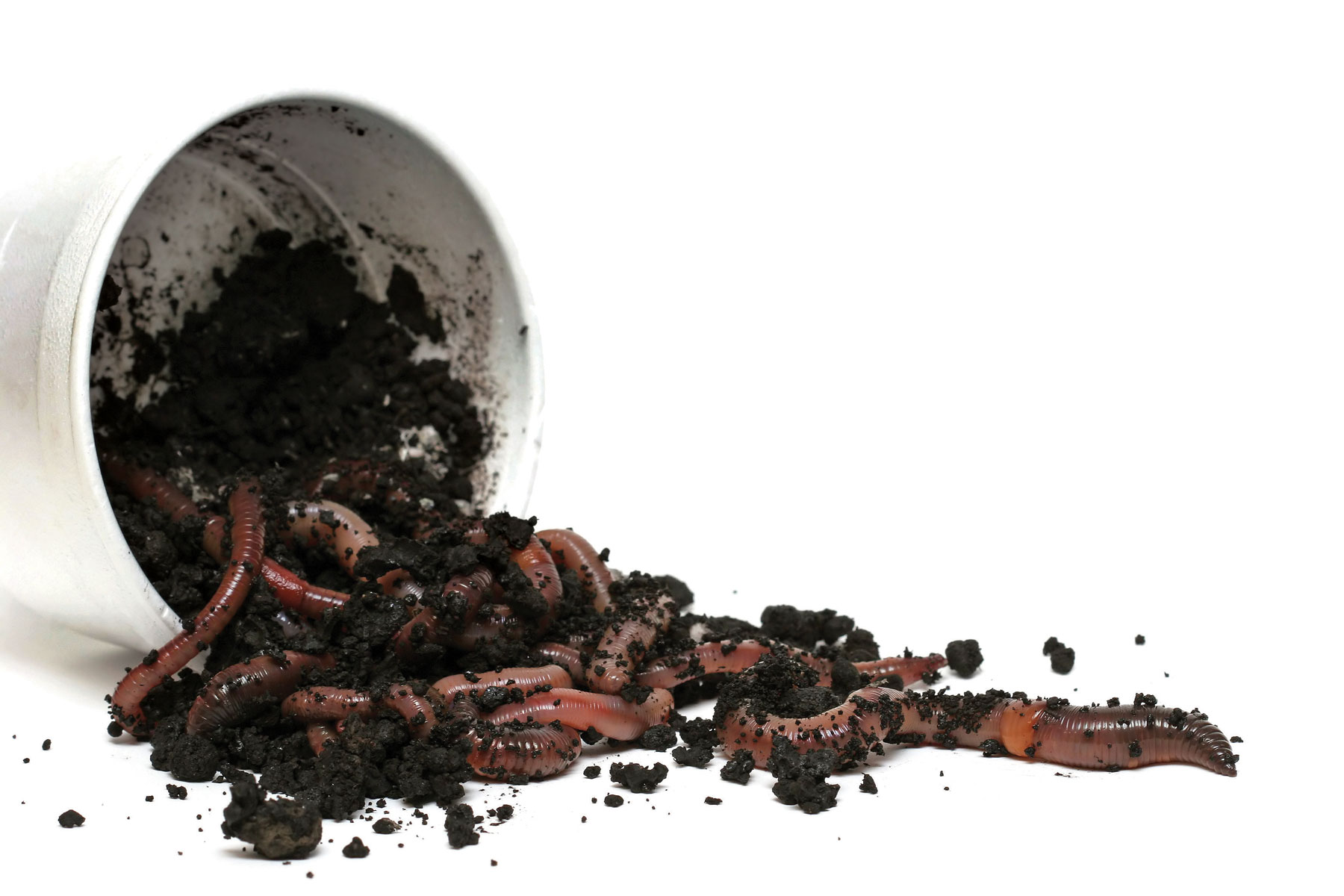 worm1