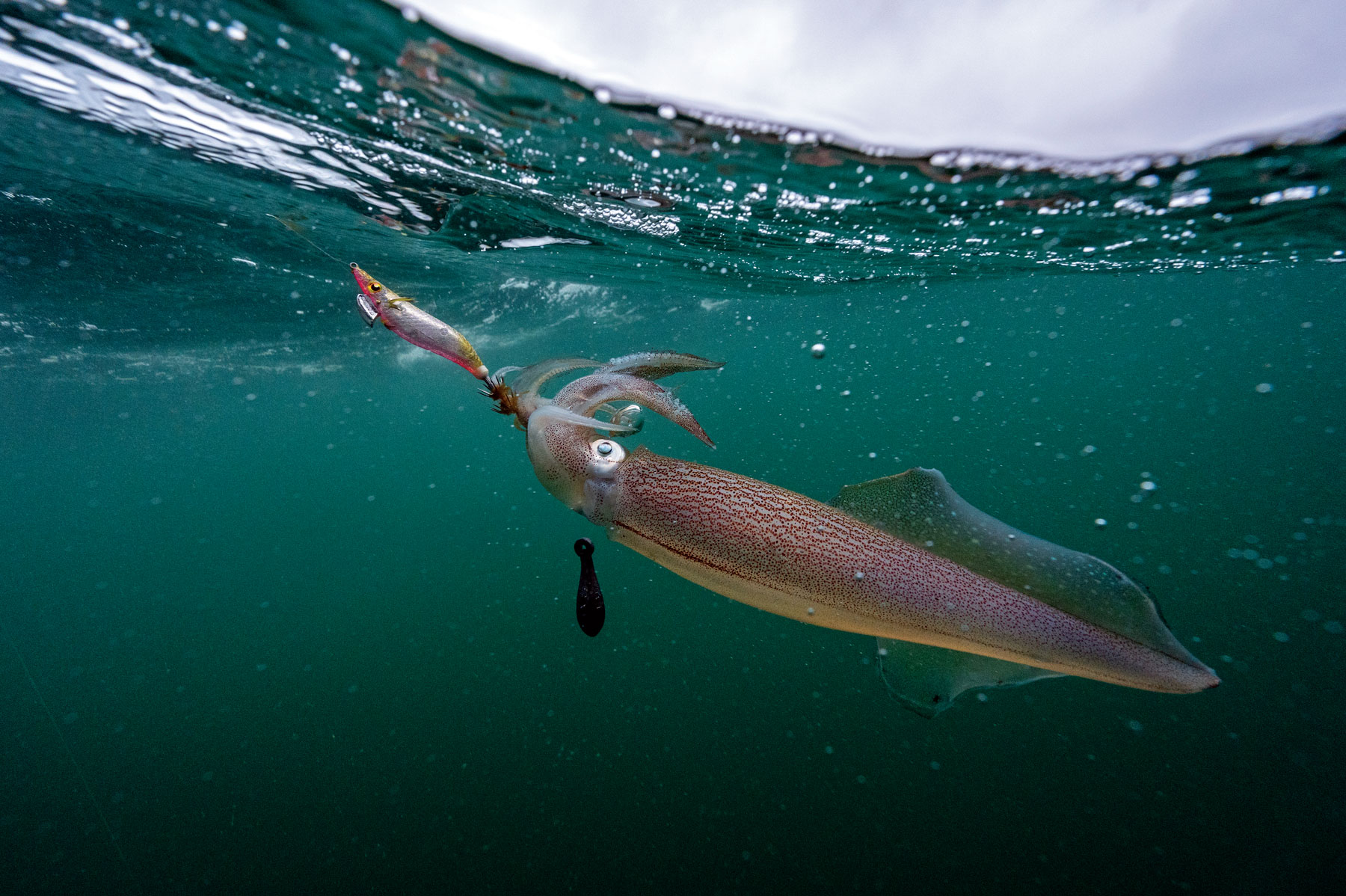 squid1