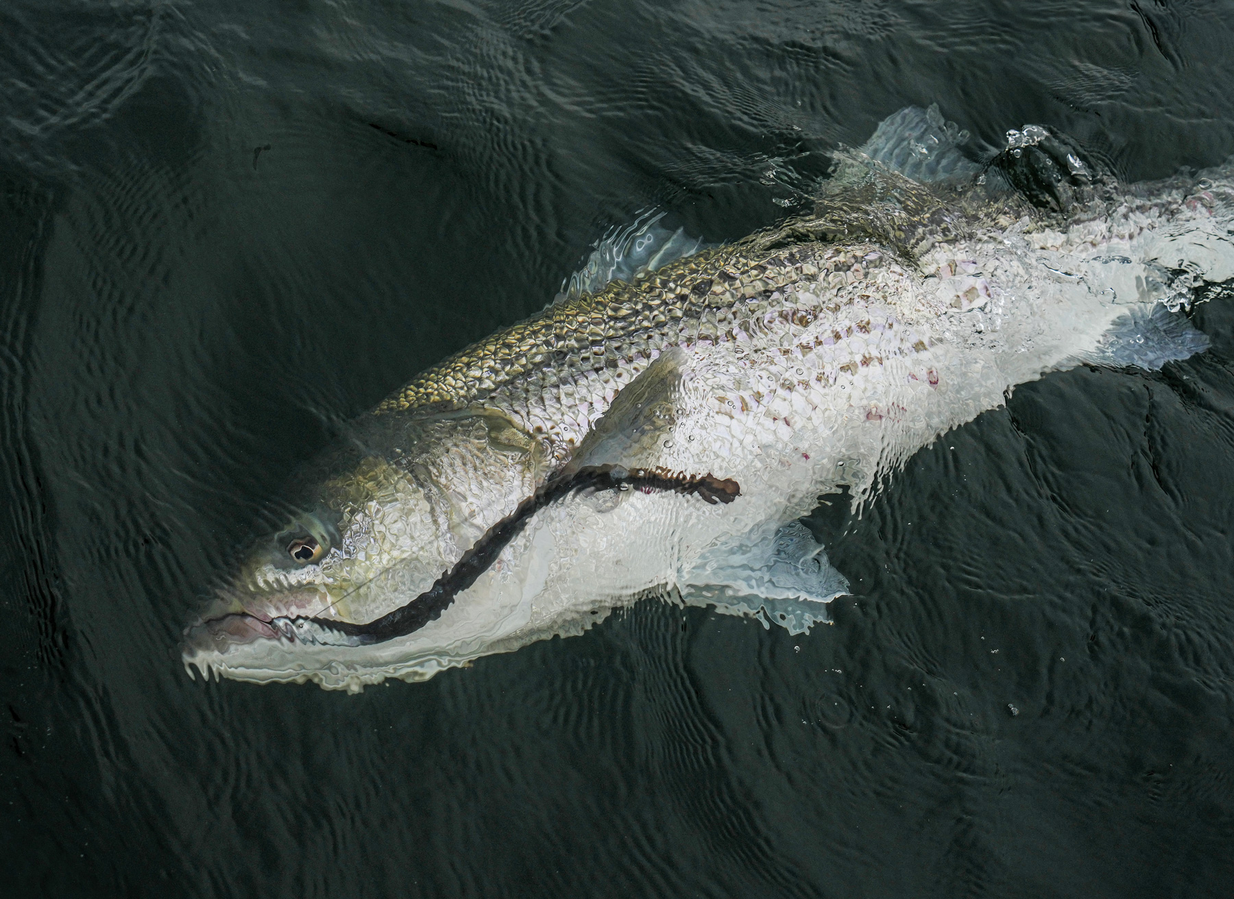 eel1