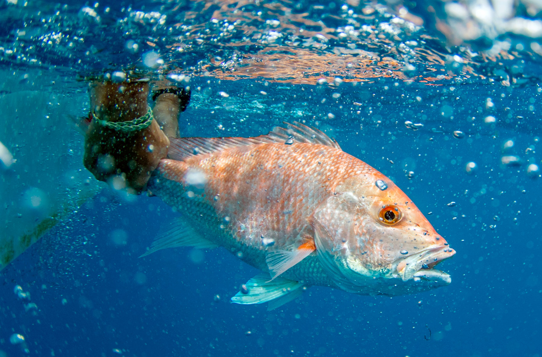 redsnapper redsnapper