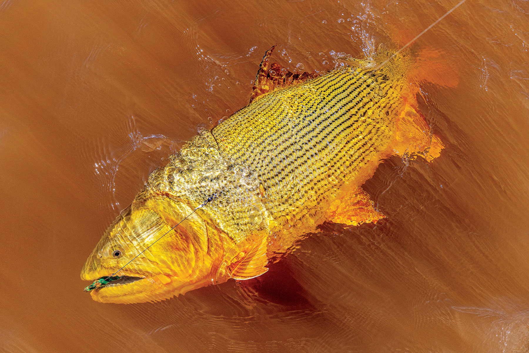 golden_dorado_opener