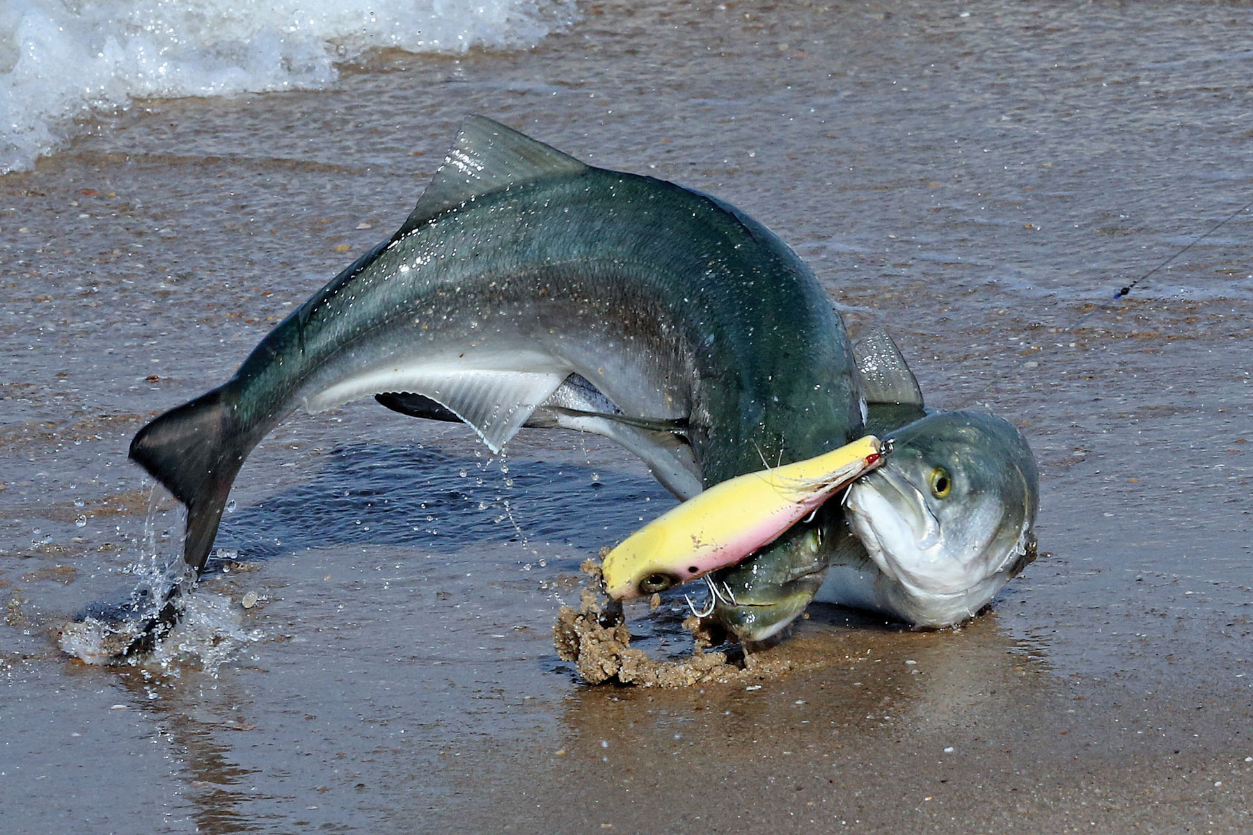 bluefish1 bluefish1