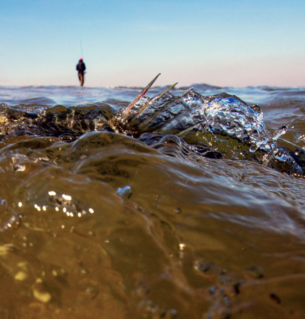 Fishing for striped bass late in the season