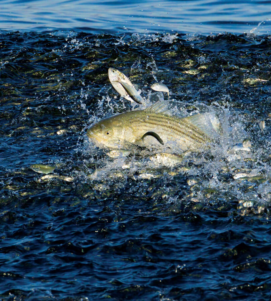 Striped bass chasing bunker