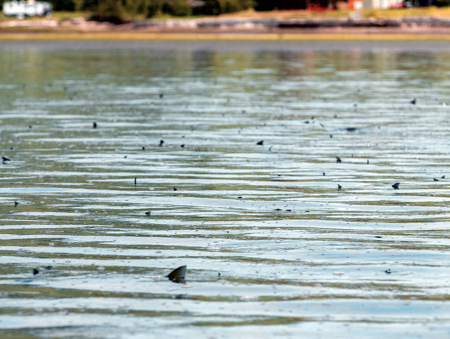 canada_stripers1 canada_stripers1
