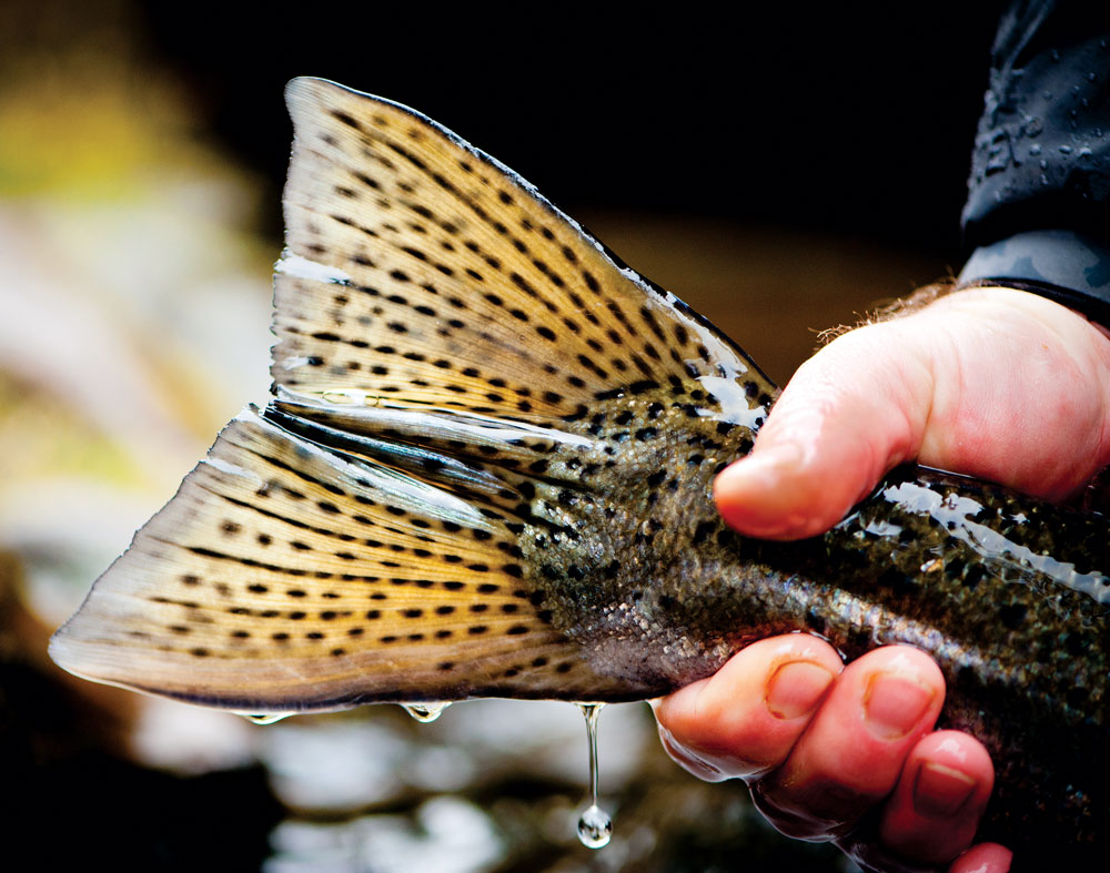 Photo by Brian Grossenbacher