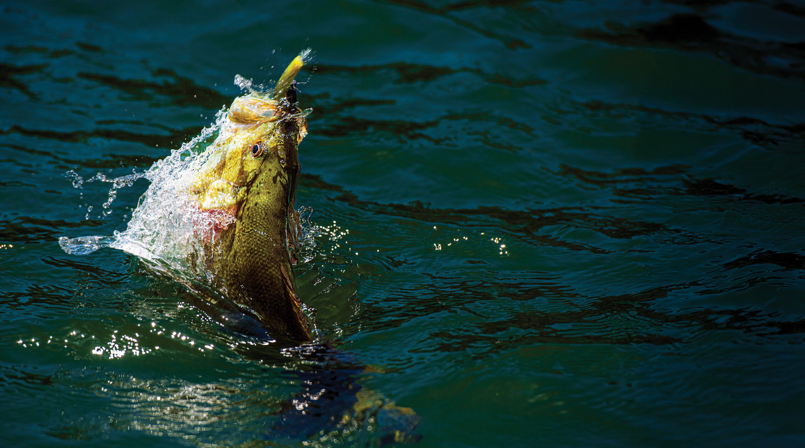 Maine smallmouth bass