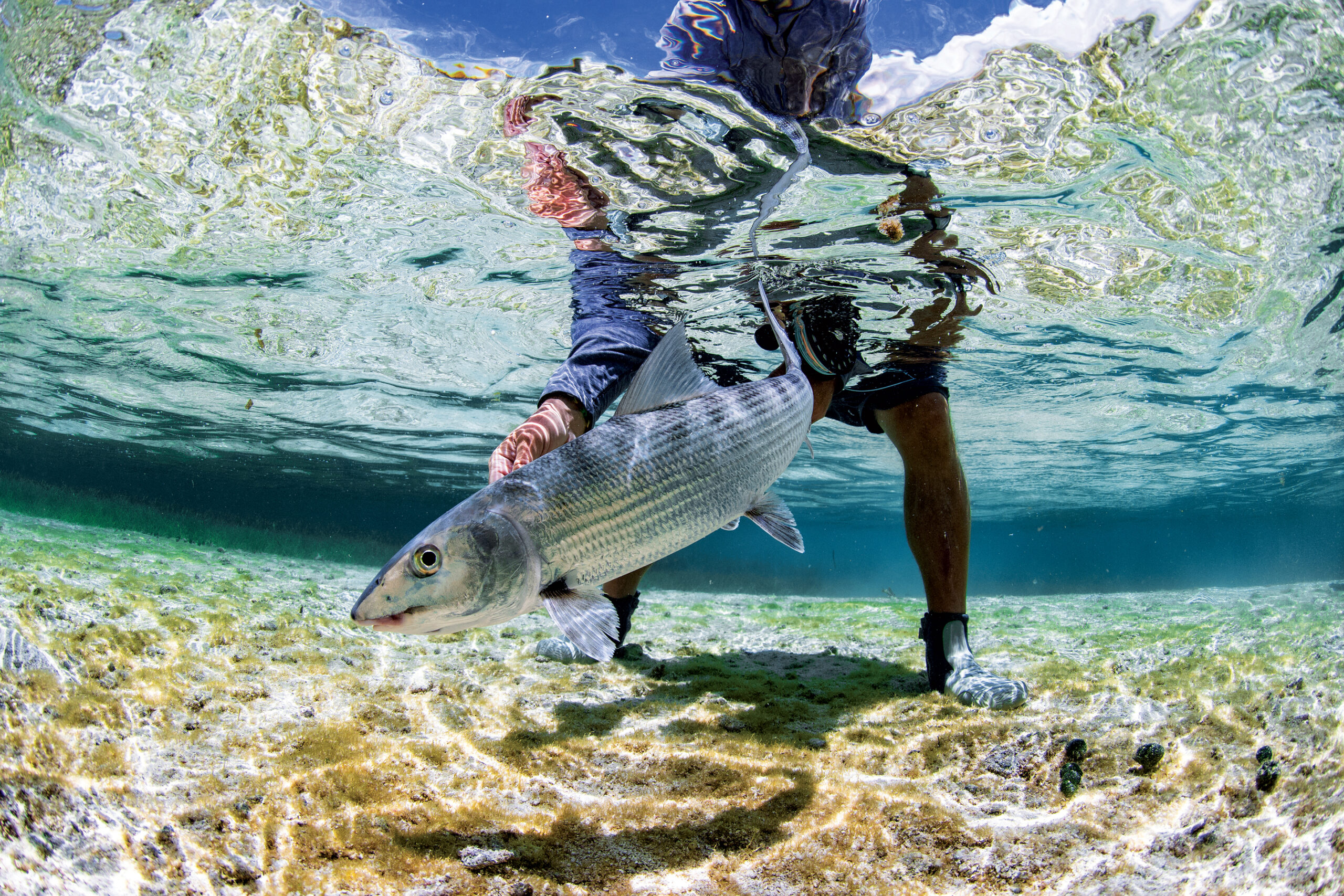 Bonefish on the Turks and Caicos flats