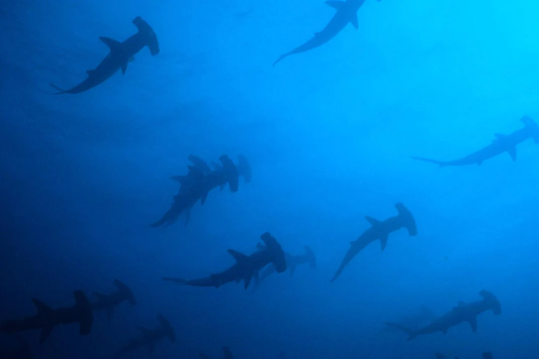 Hammerhead sharks