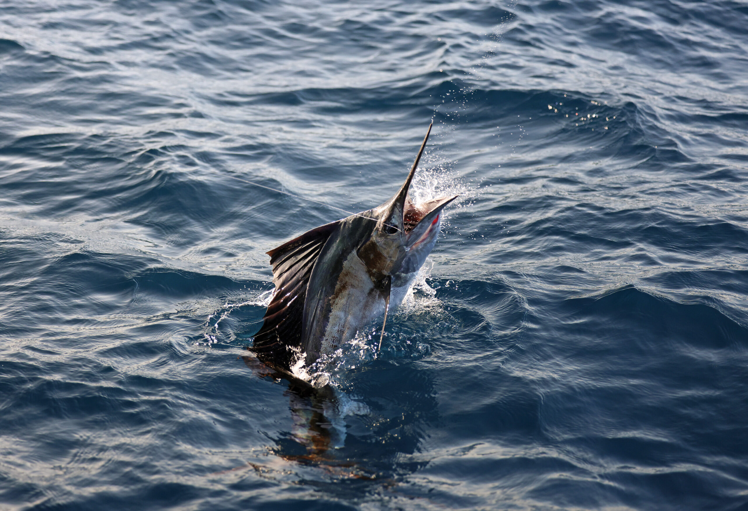 Atlantic Sailfish
