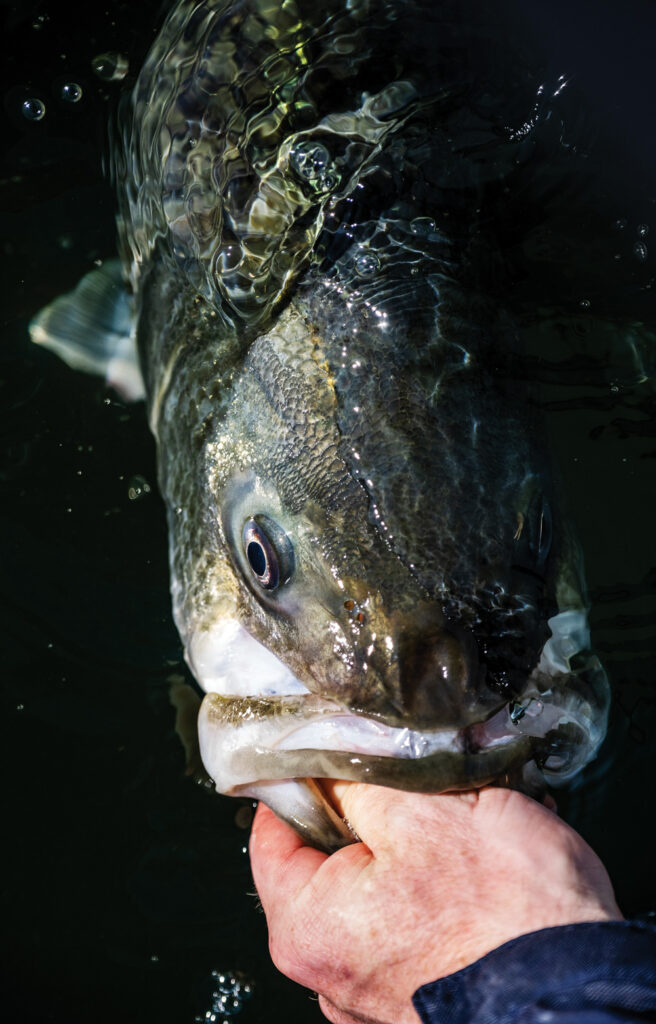 Summer striped bass