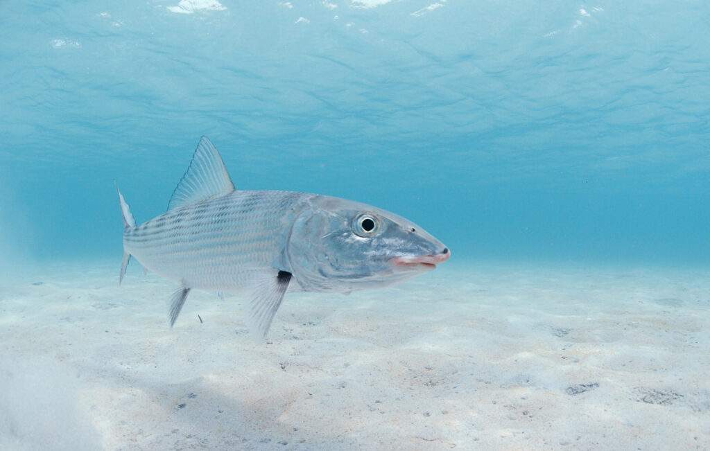Bonefish swimming