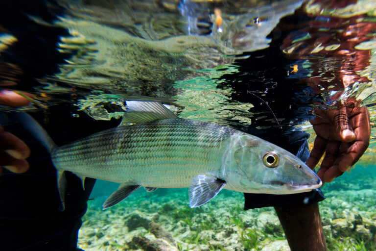 Bonefish