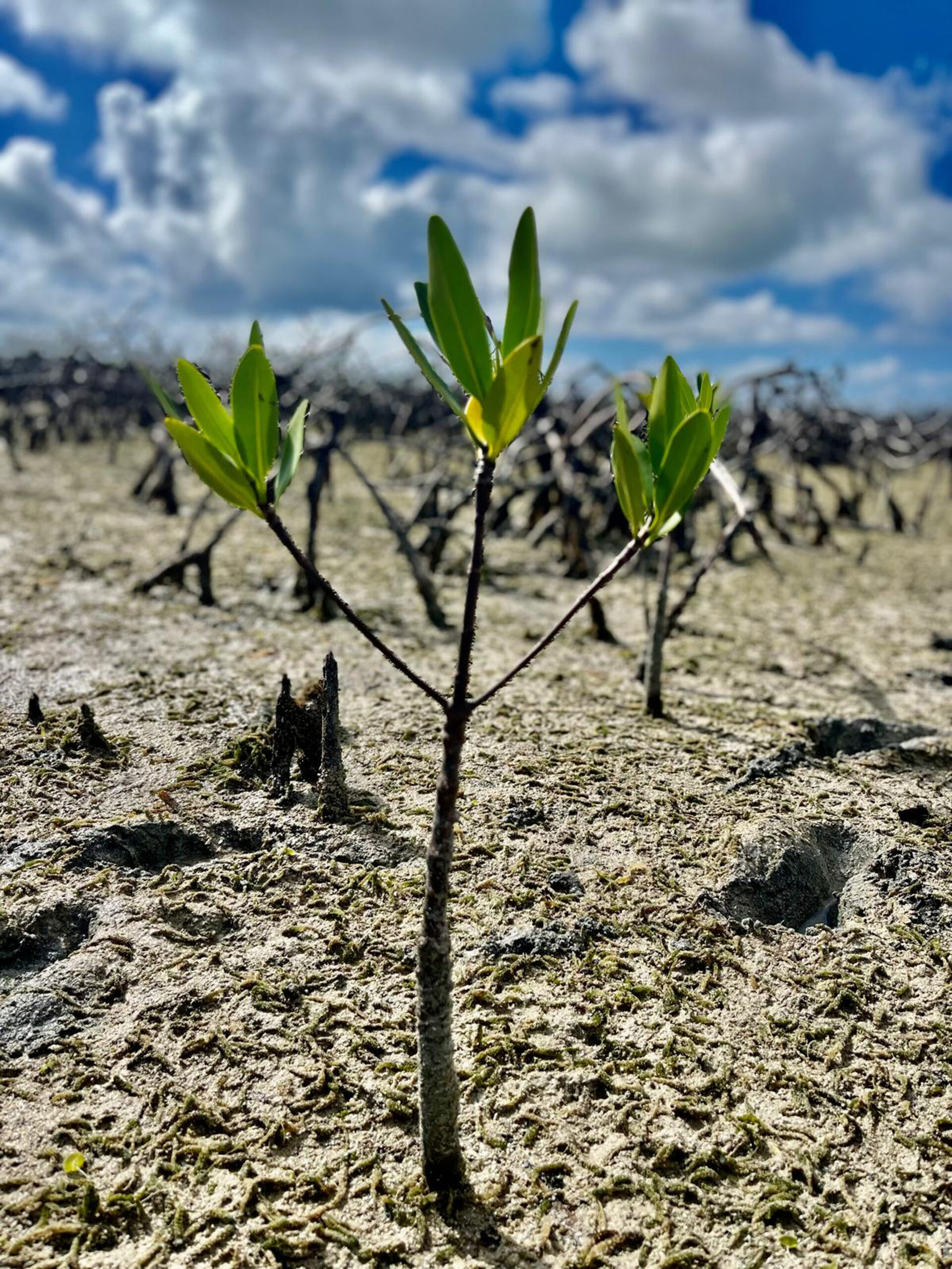The Bahamas Mangrove Alliance has pledged to plant 1 million mangroves by 2026.