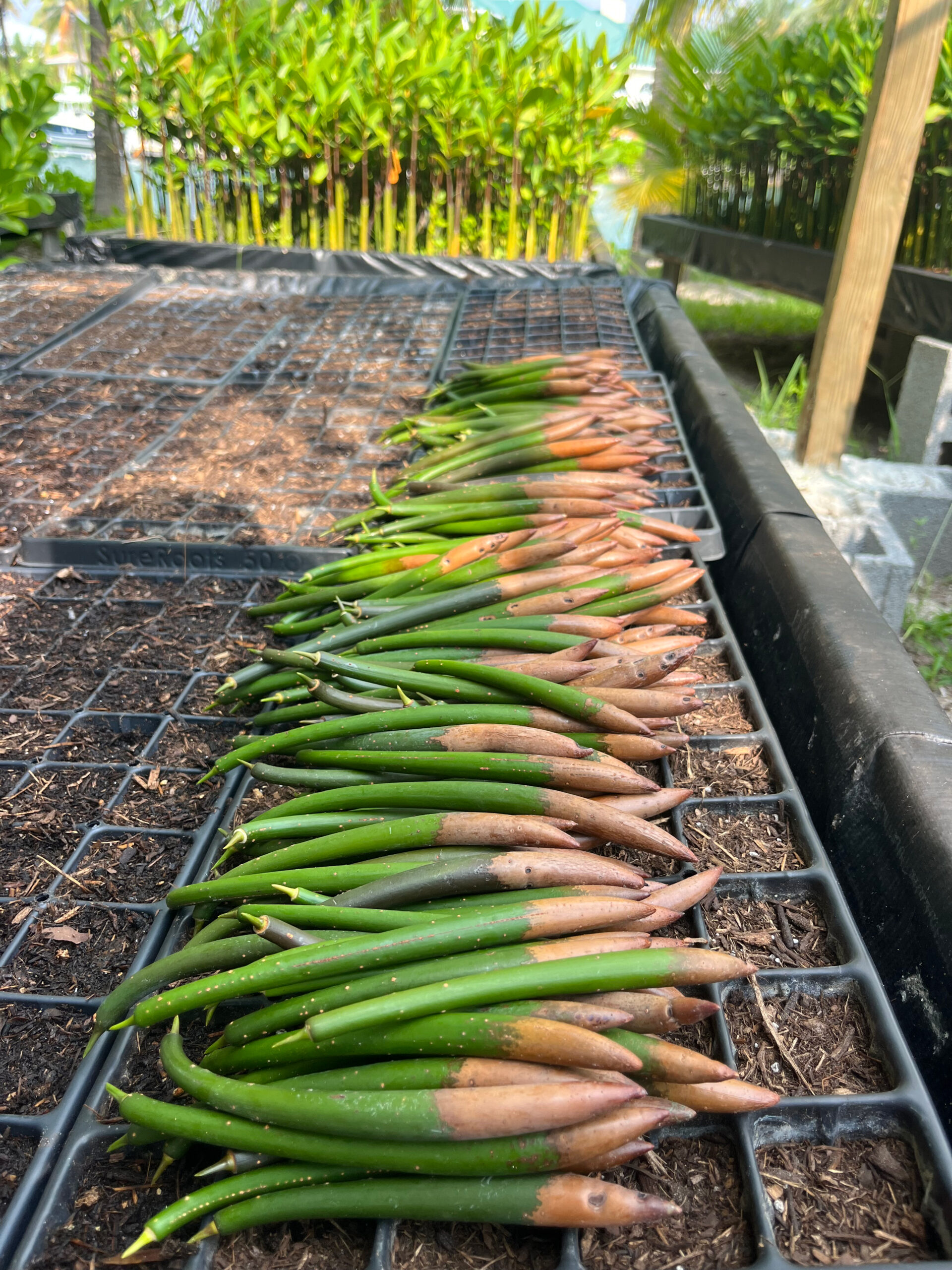 Red mangrove propagules
