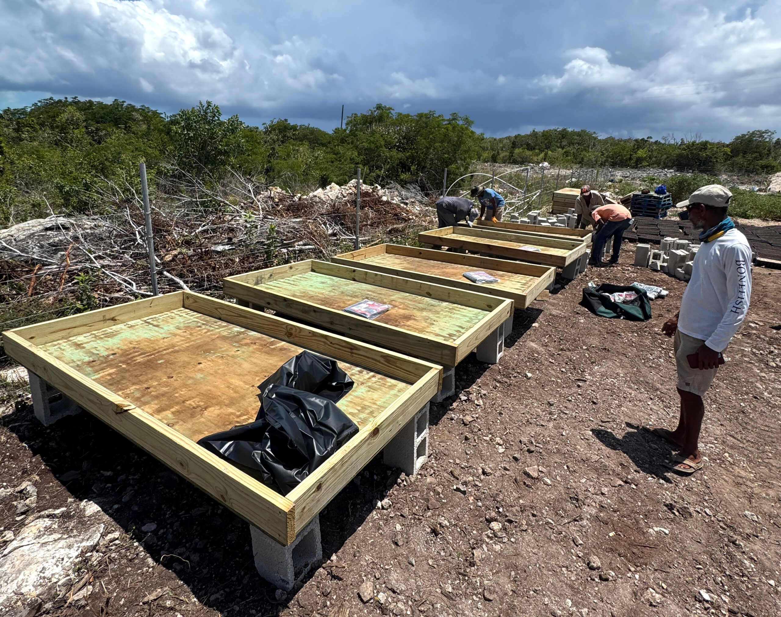 The mangrove nursery on Crooked Island.