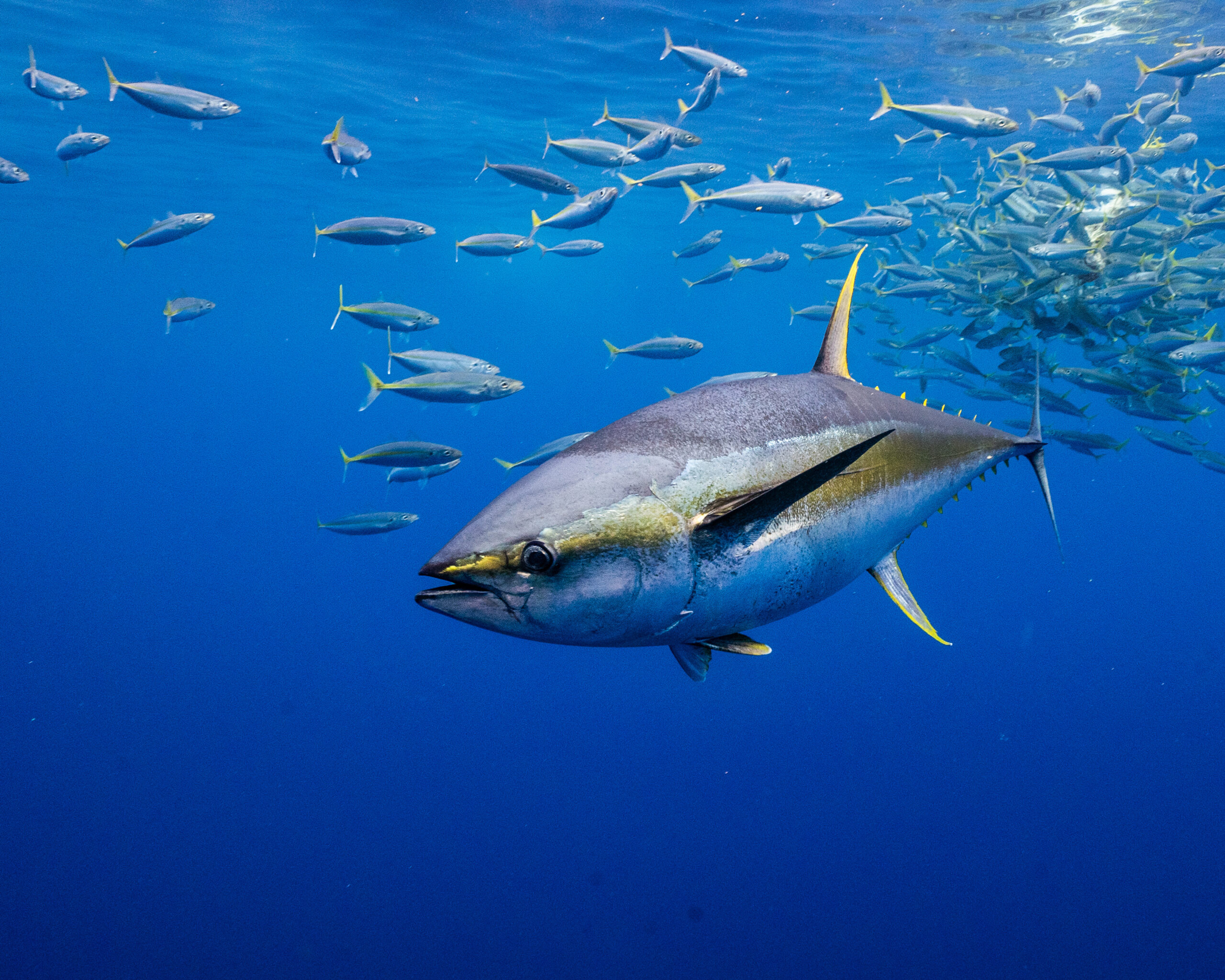Bahamas Increases Fees for Visiting Boats