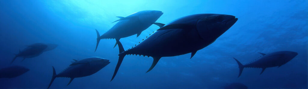The update reduces both the number and size of bluefin tuna recreational anglers can harvest.