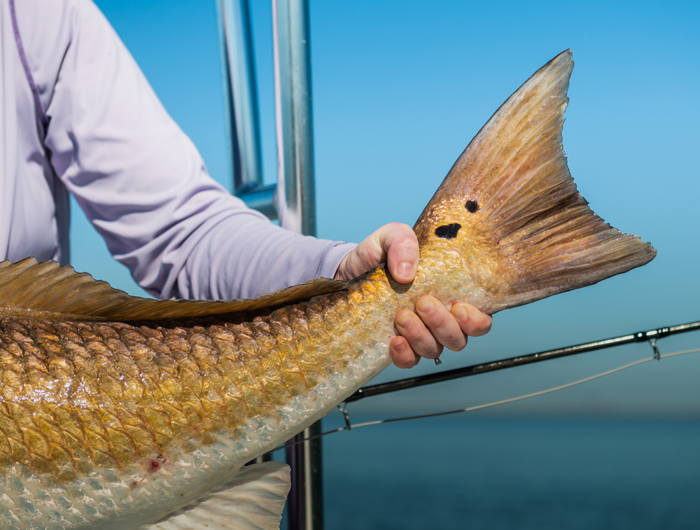 Redfish Gulf of Mexico Louisiana