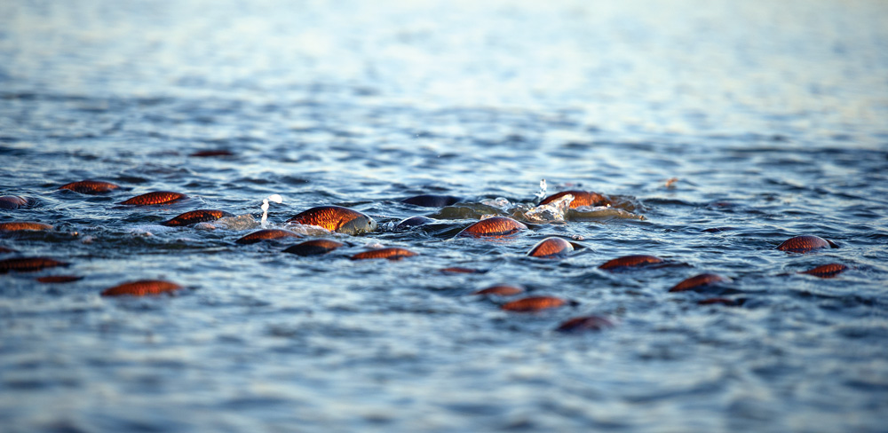 Large school of Gulf redfish