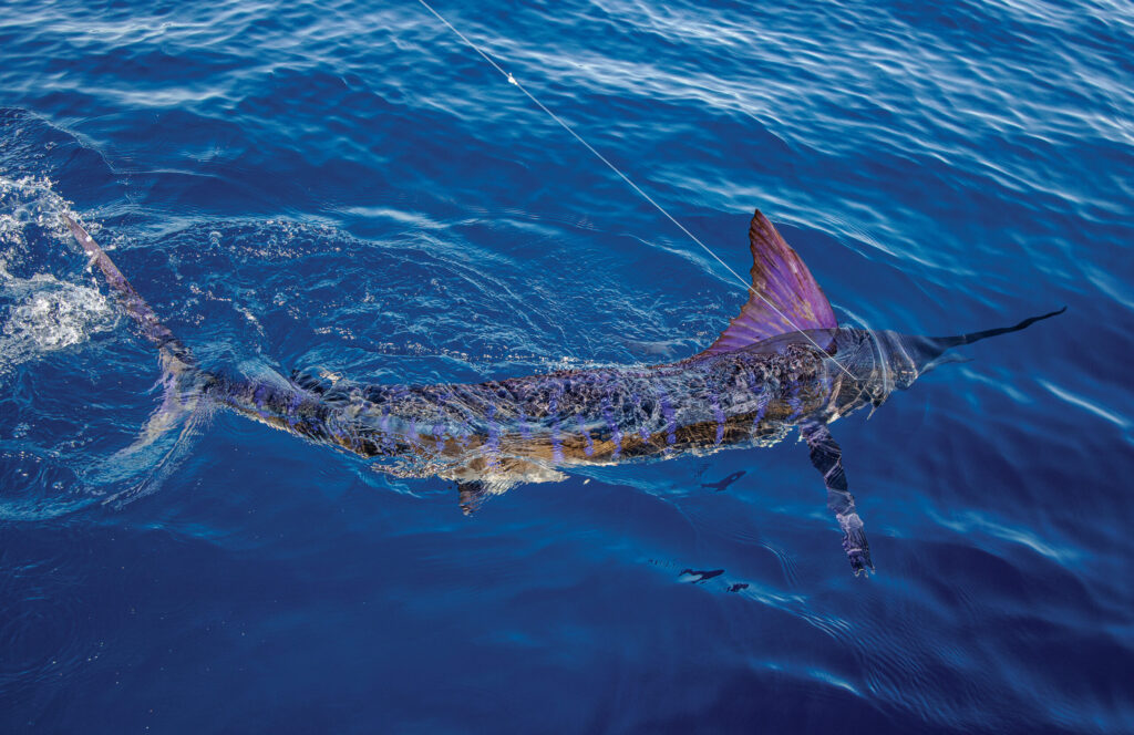 Cabo San Lucas, Mexico, marlin