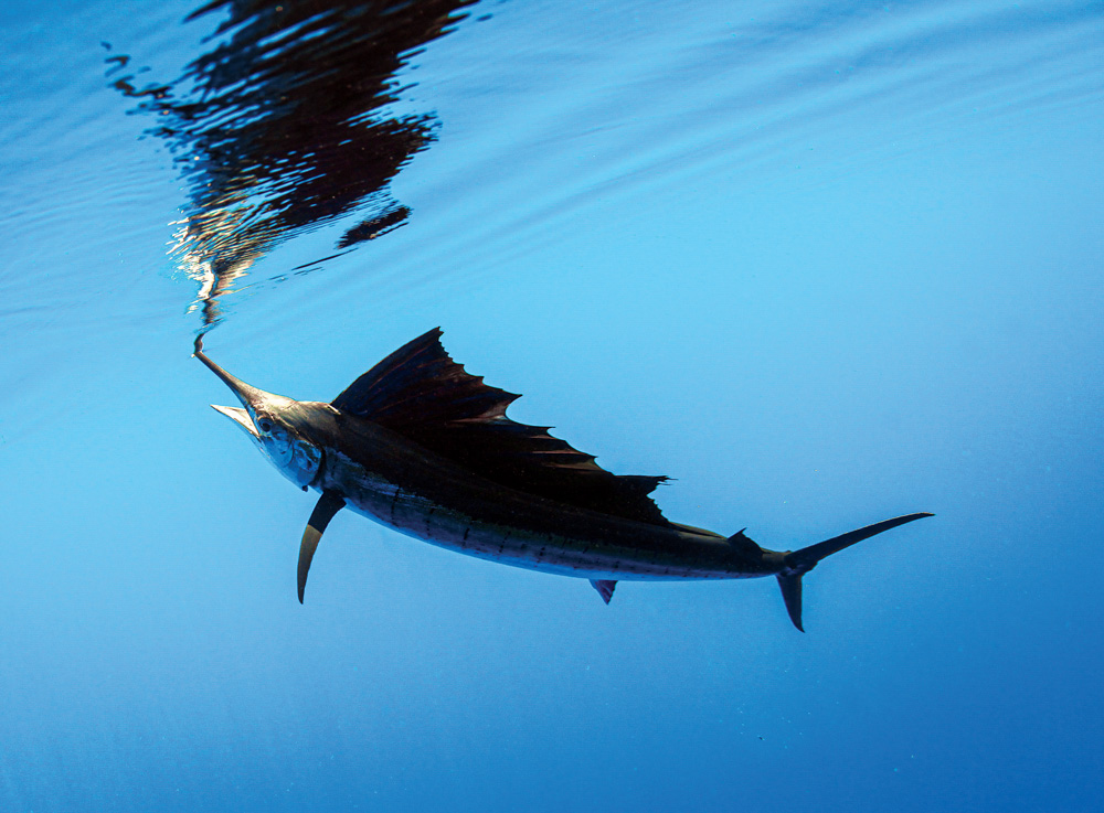 Florida sailfish