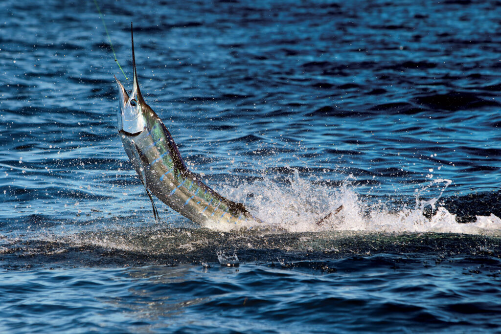 Jumping Atlantic Sailfish