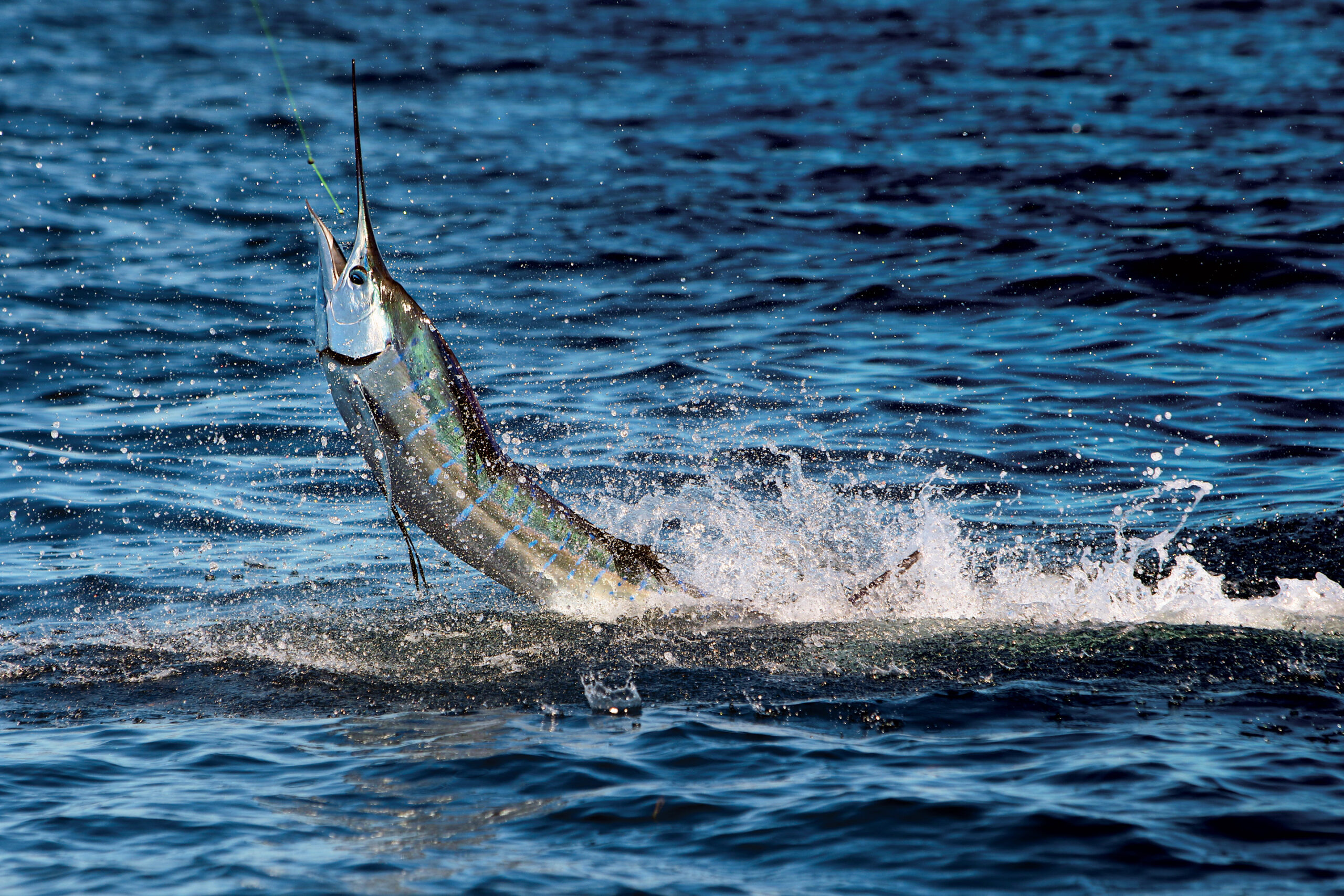 Jumping Atlantic Sailfish