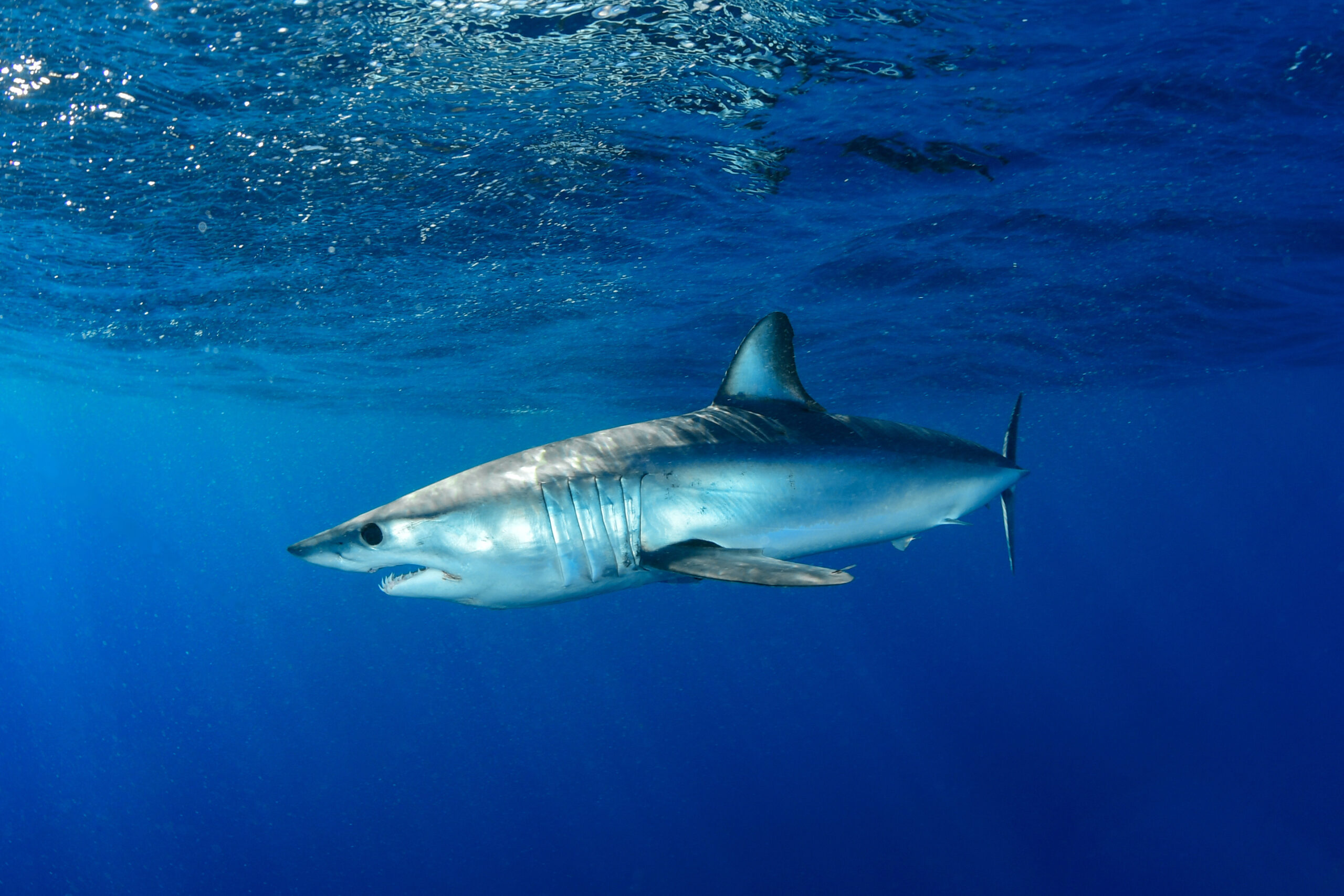 Mako shark
