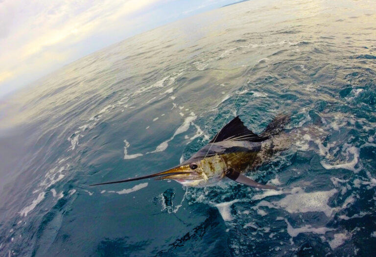 sailfish