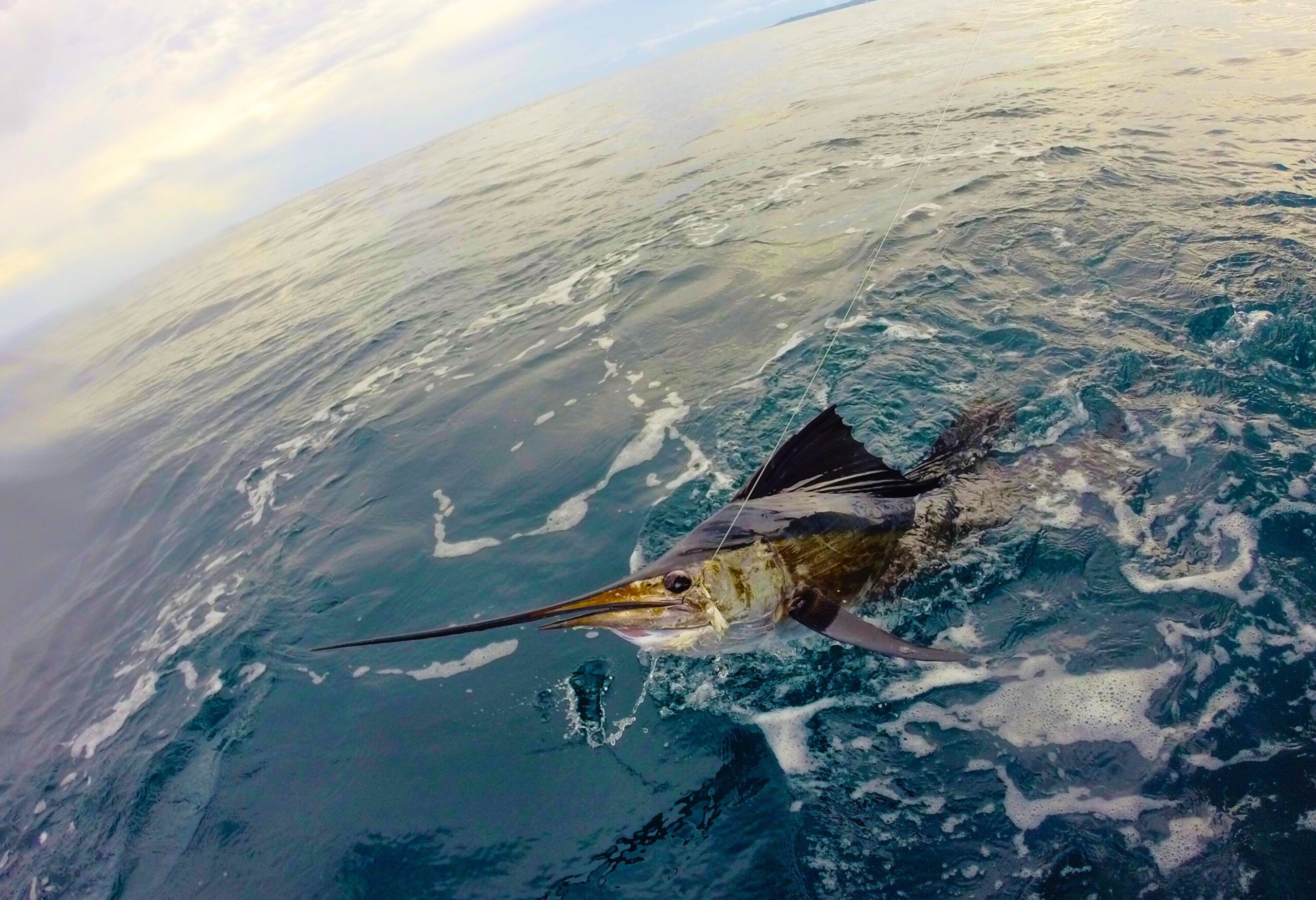 Spanish_Fly-1 sailfish