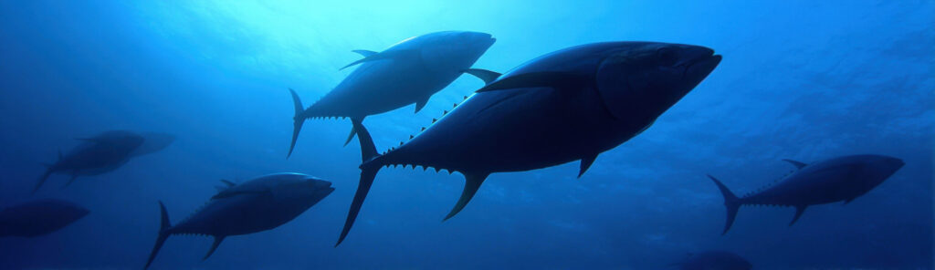 Bluefin tuna