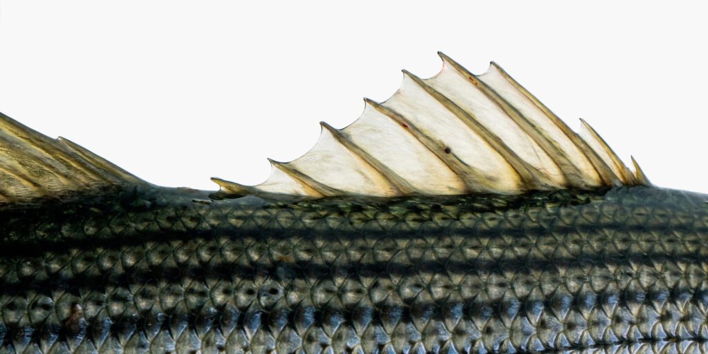 Striped bass dorsal fin