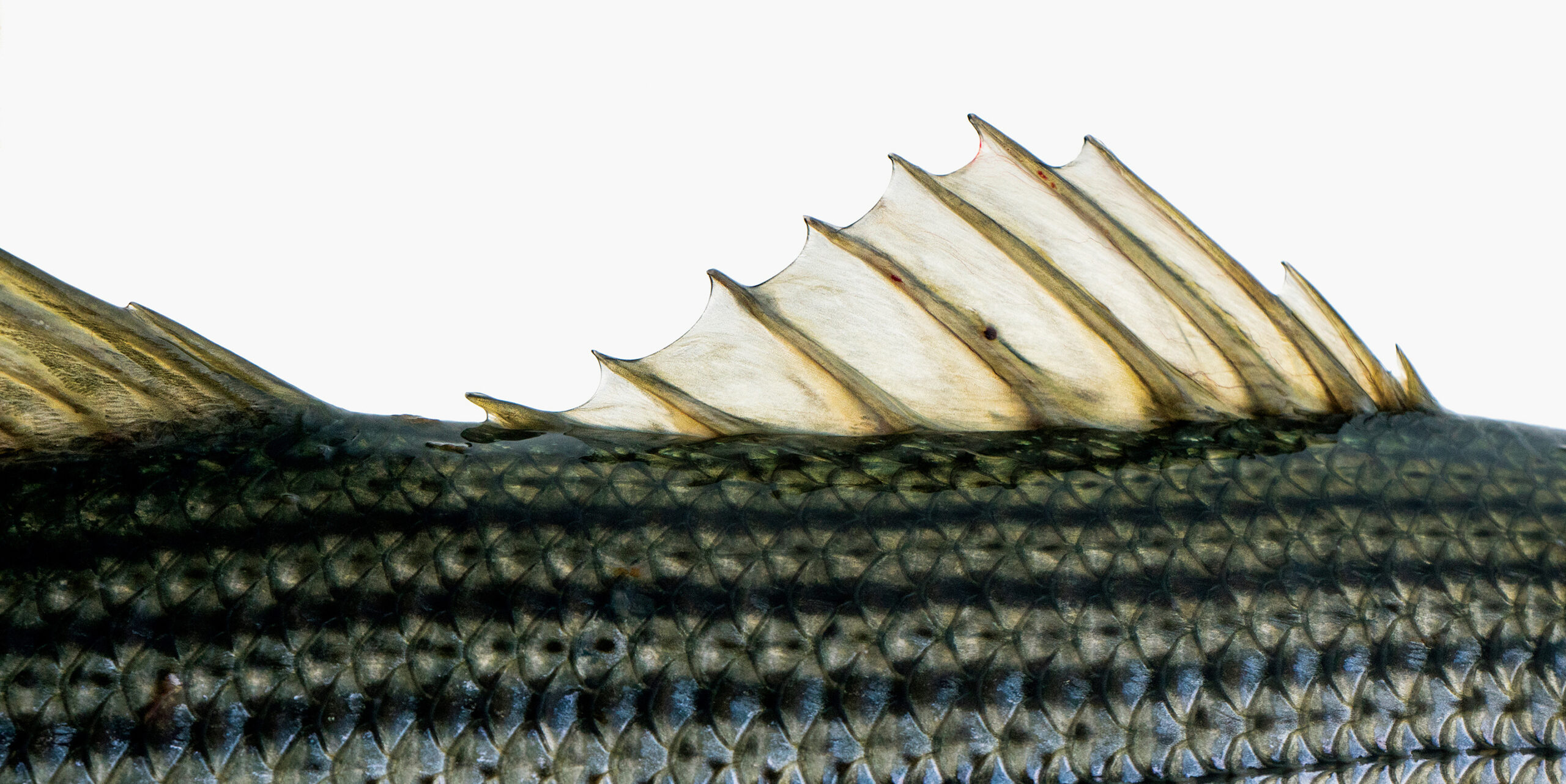 Striped bass dorsal fin