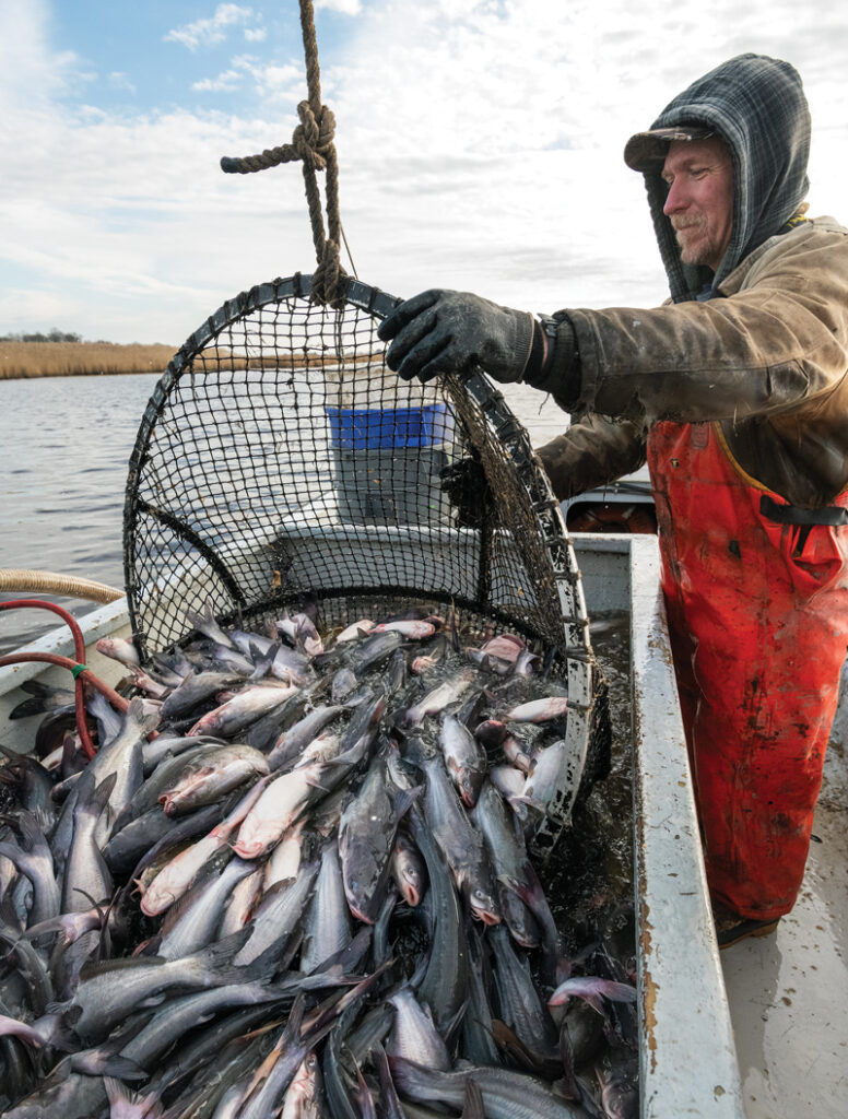 Catching blue catfish in Chesapeake Bay
