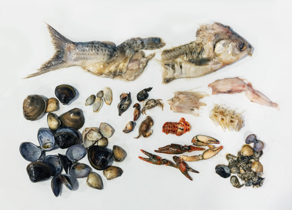 Blue catfish stomach contents