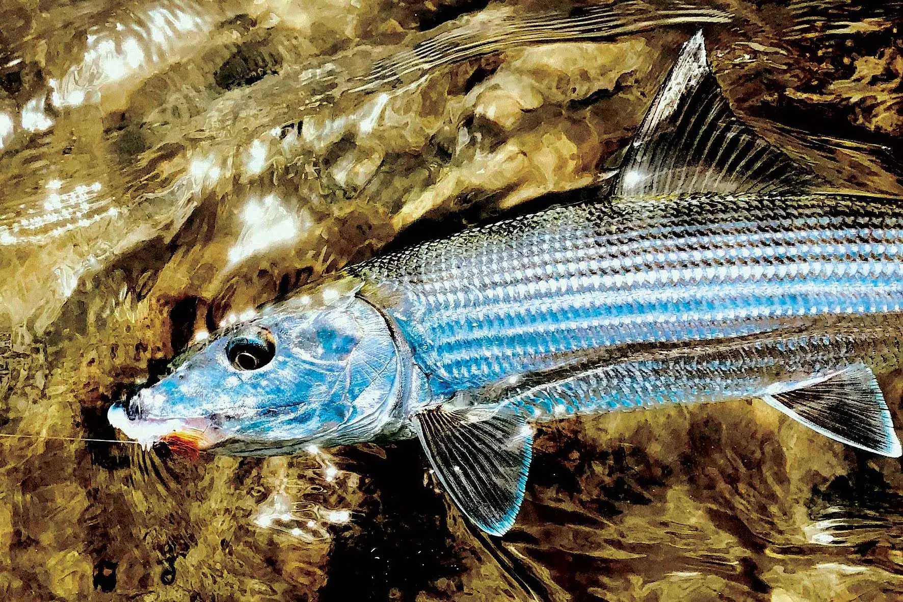 Hawaii bonefish