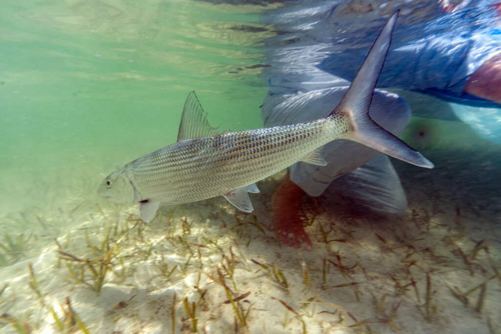 Bonefish prespawning aggregaation site